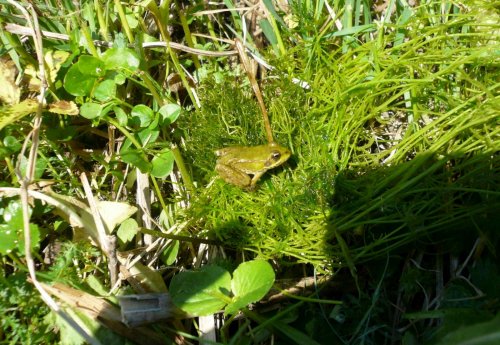 Úklid studánky na Popovsku - 7.5.2011